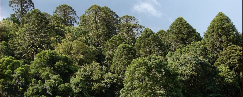 At the edge of Bunya pine forest